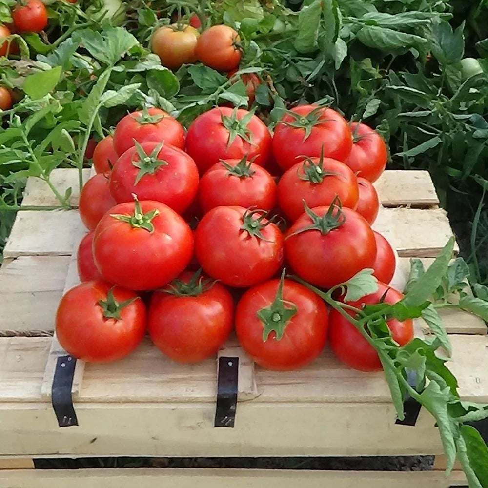 Domates Alırken Nelere Dikkat Etmeliyiz?